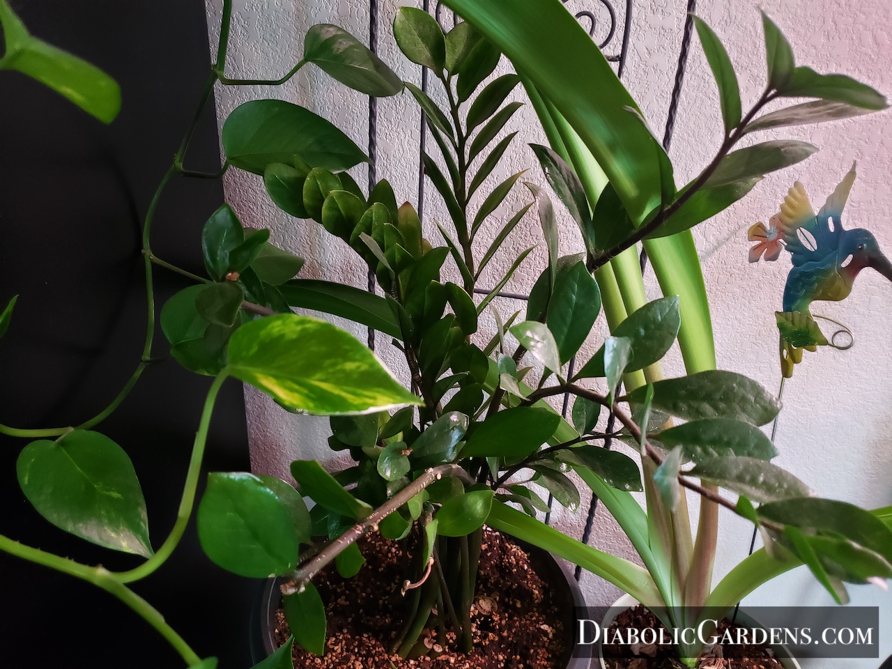 ZZ Plant and friends