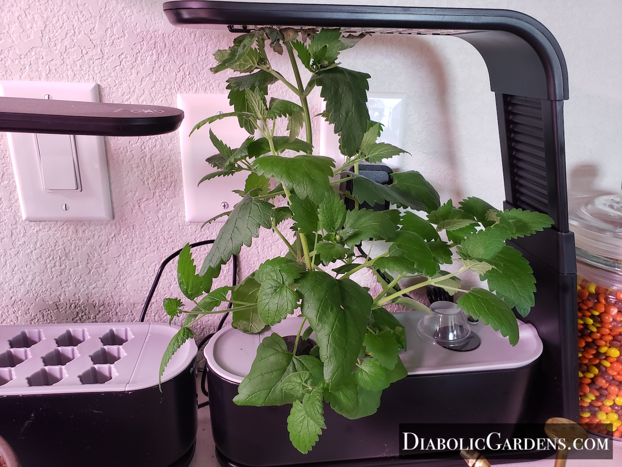 Catnip plant in hydroponic garden