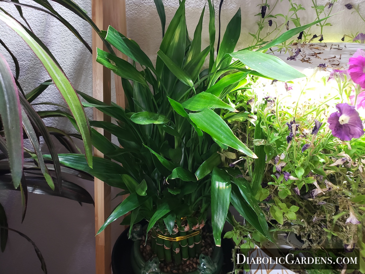 Lucky Bamboo