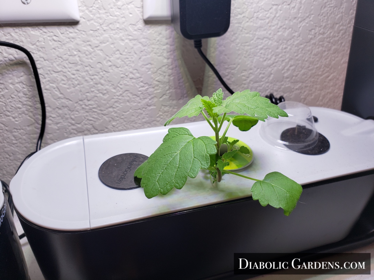 Wild Catnip sprout in hydroponic garden