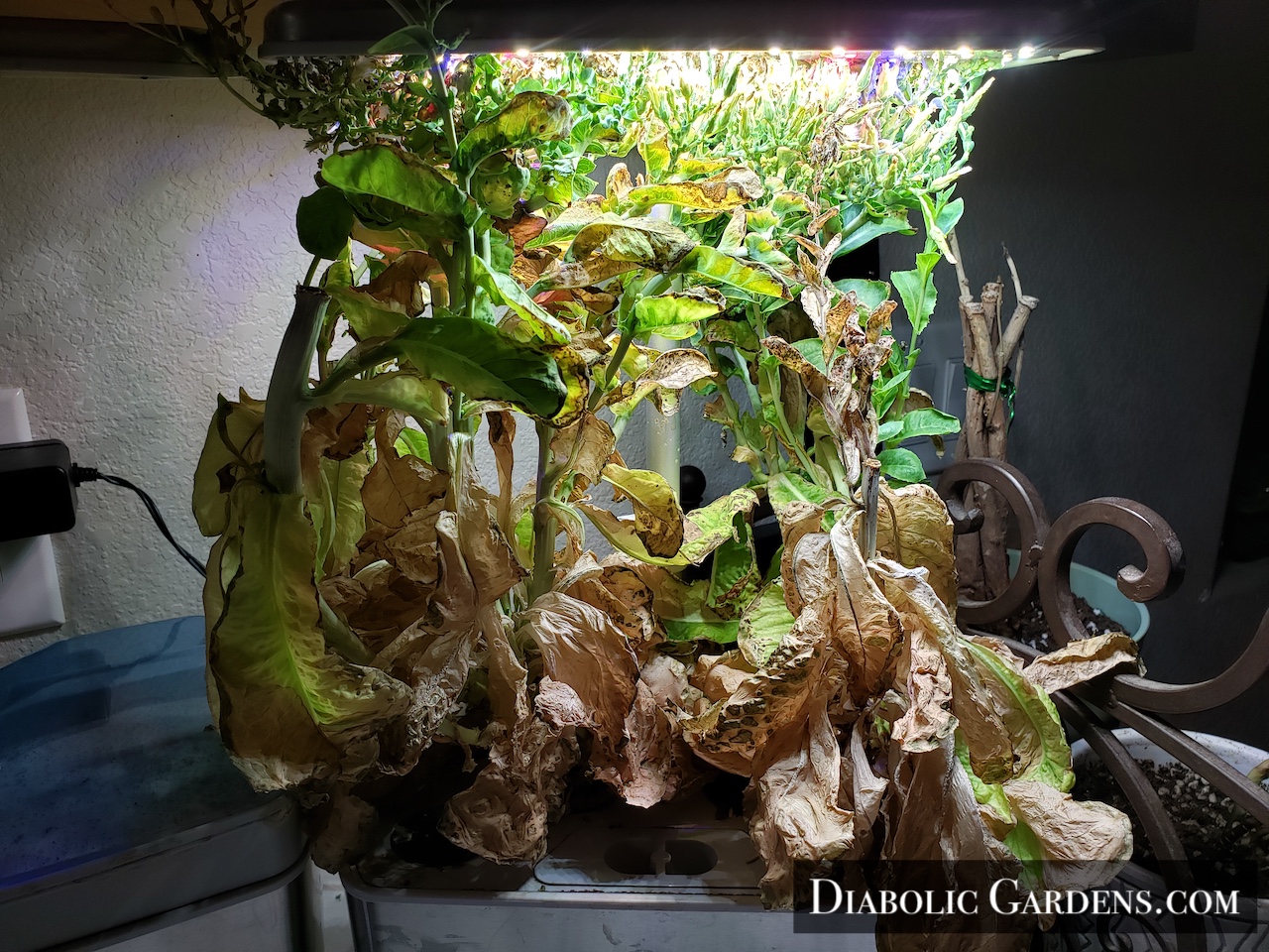 Baby Salad Greens gone to seed in hydroponic garden