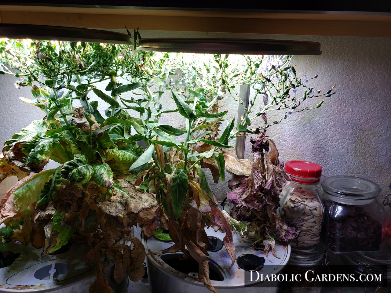 Heirloom Salad Greens gone to seed in hydroponic garden