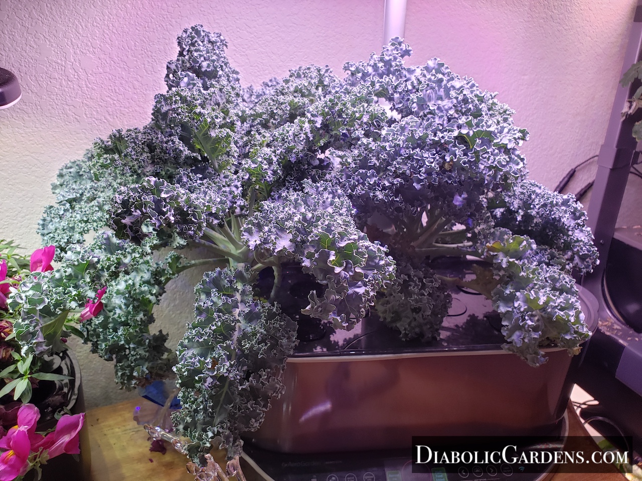 Kale