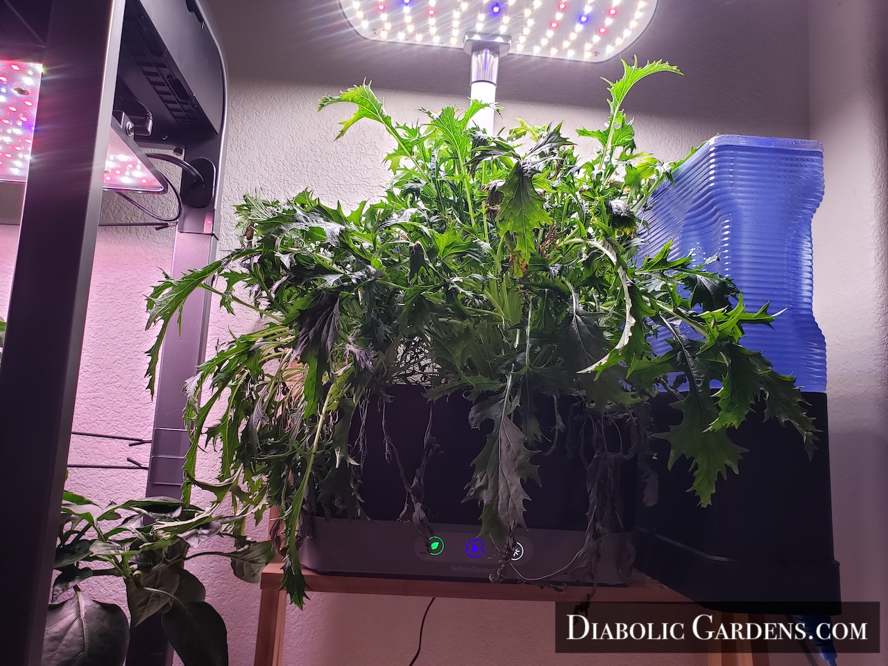 Mizuna plant in hydroponic garden