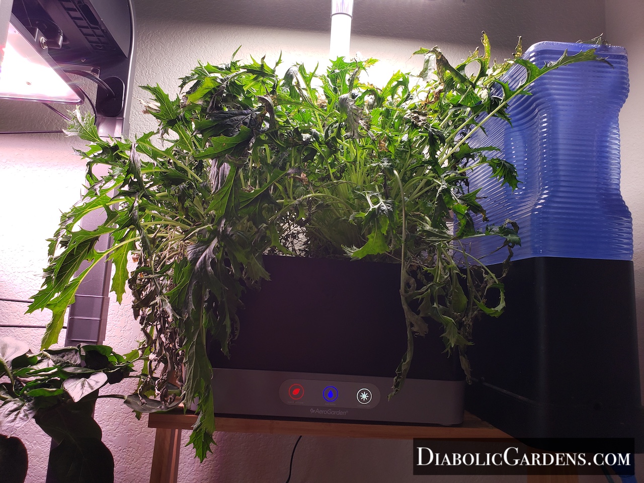 Mizuna plant