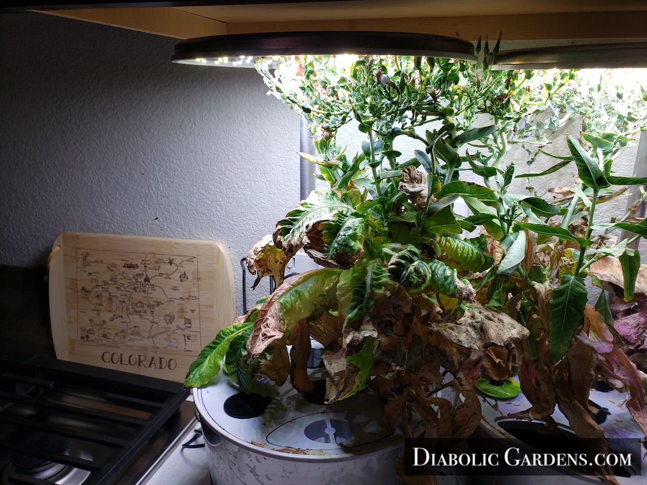 Romaine lettuce plant gone to seed in hydroponic garden