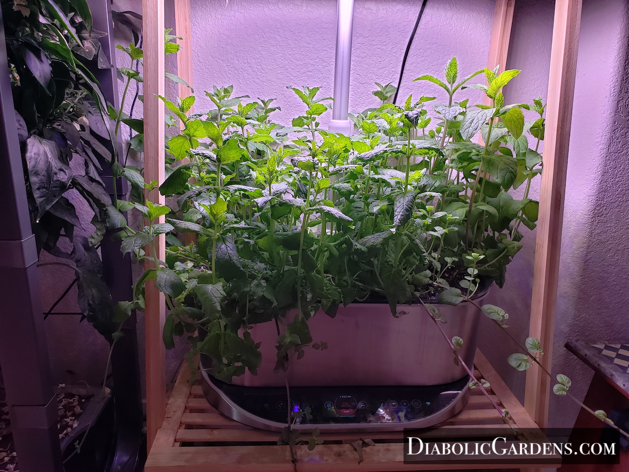 Mint plant