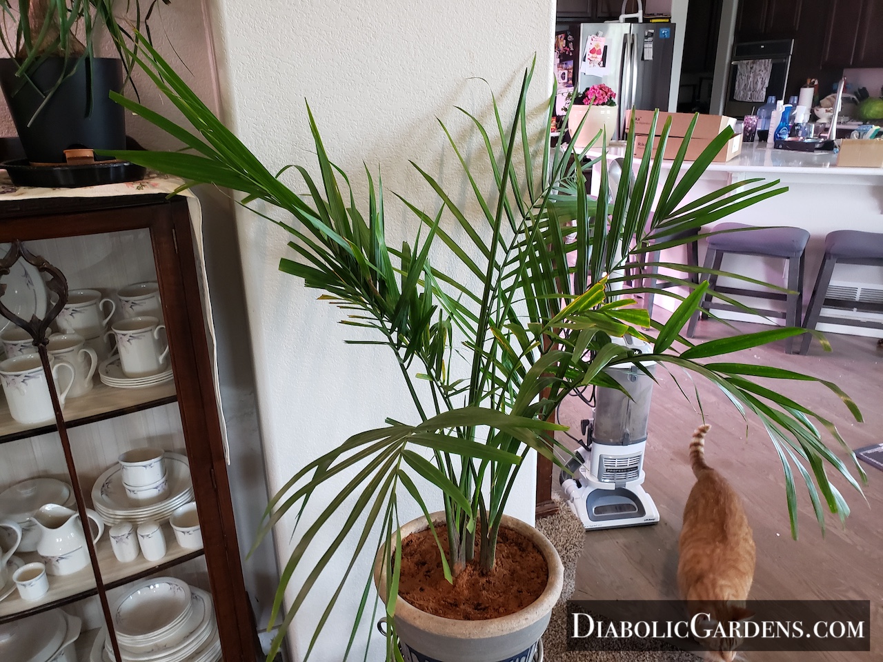 Majesty Palm