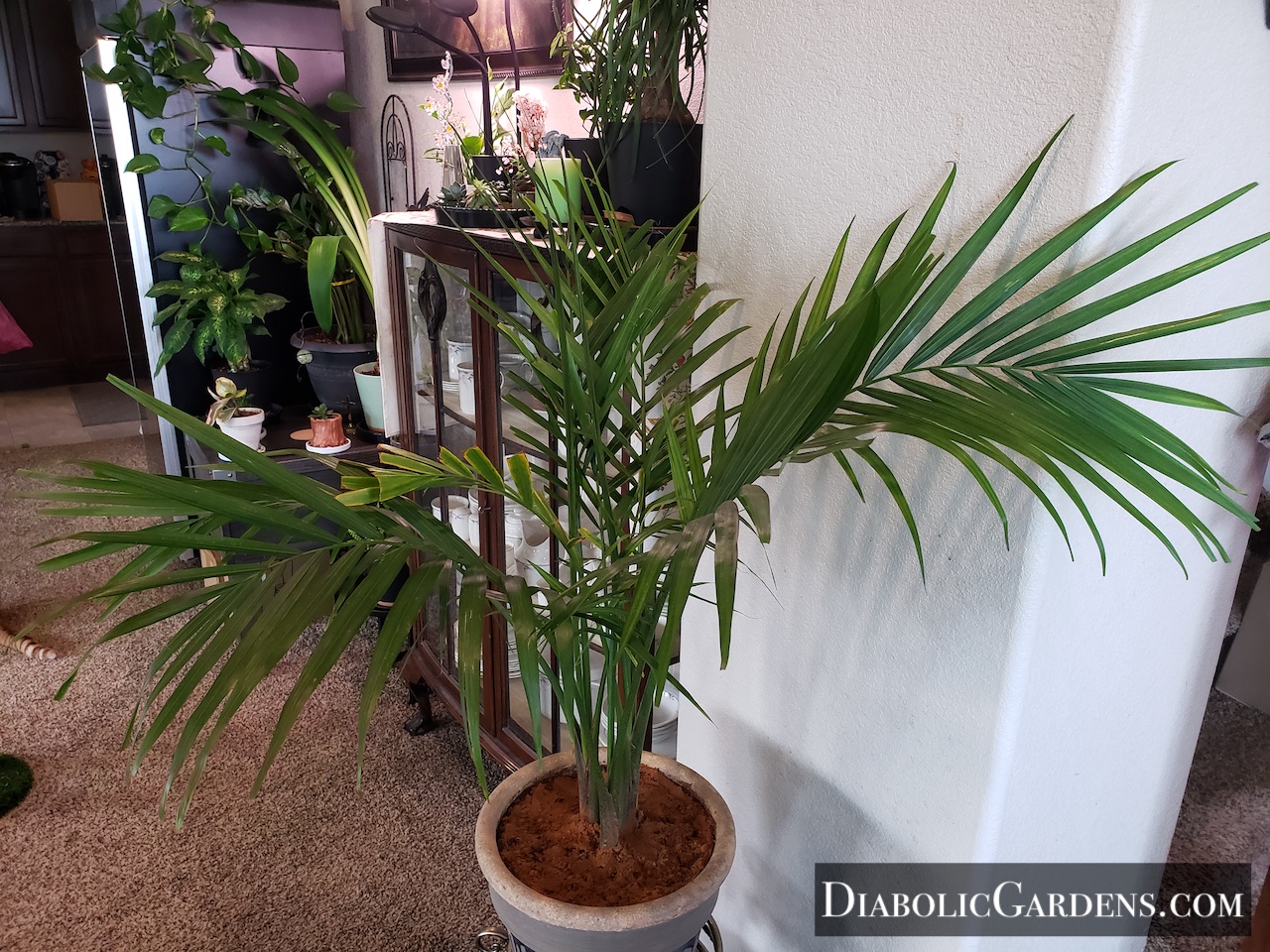 Majesty Palm