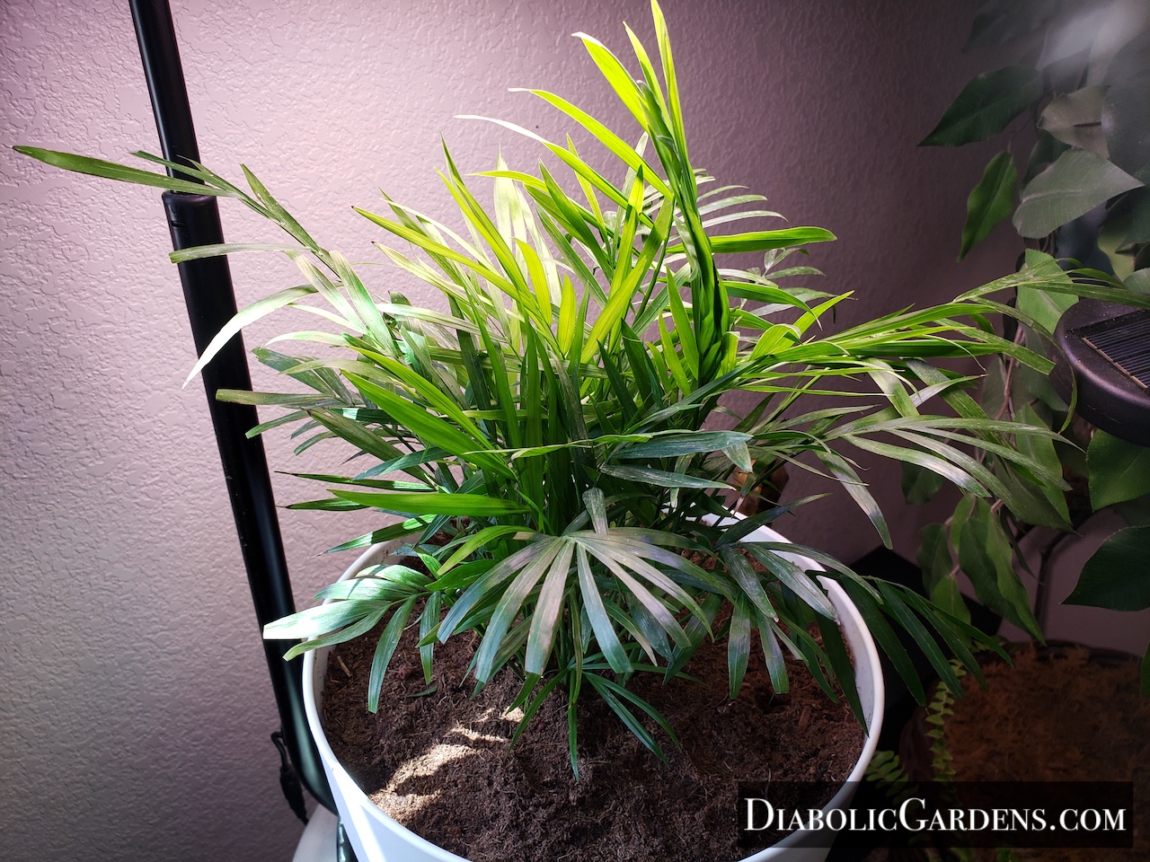 Parlor Palm