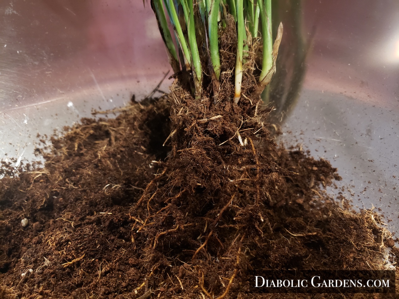 Parlor Palm roots