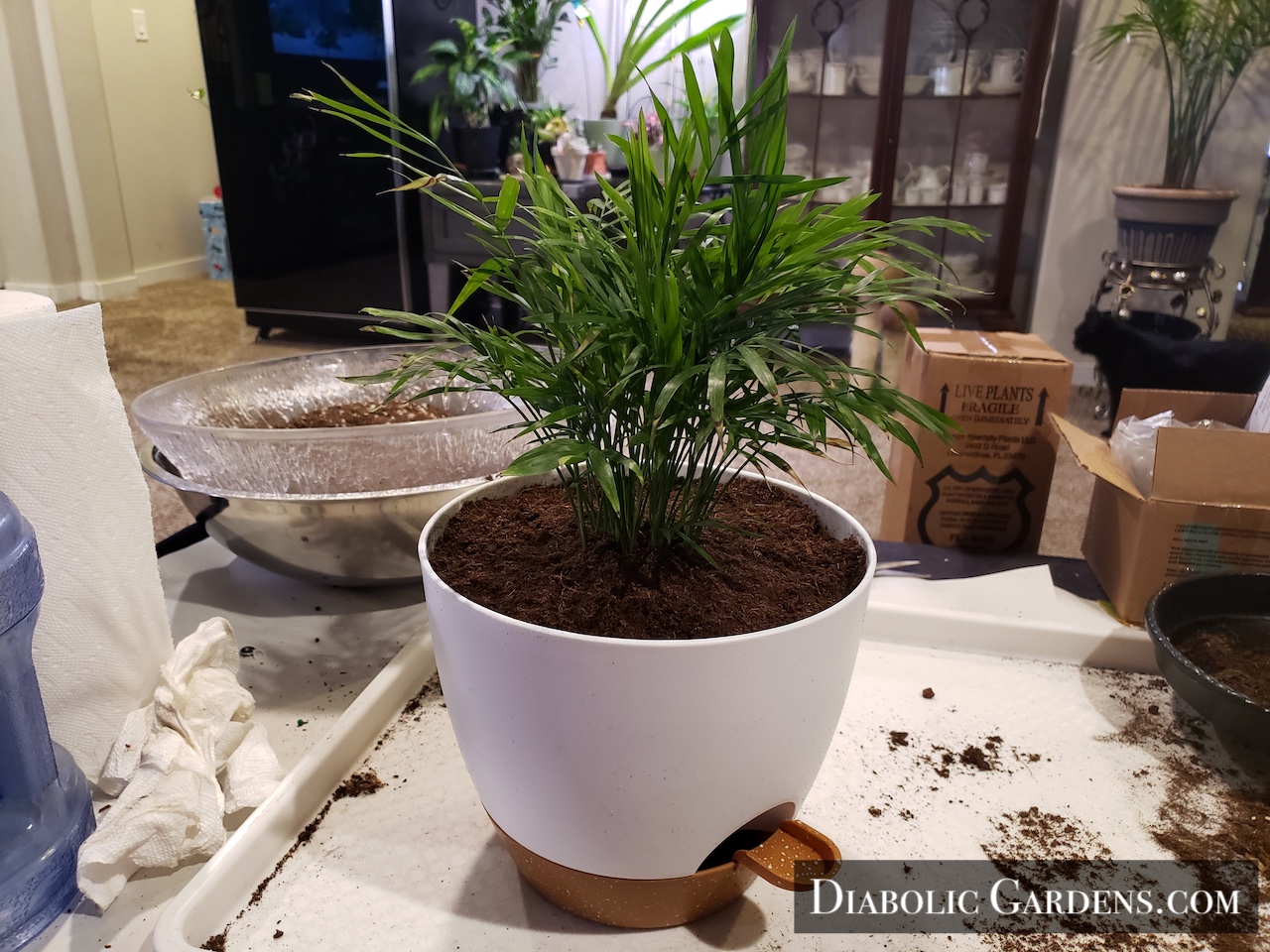 Parlor Palm
