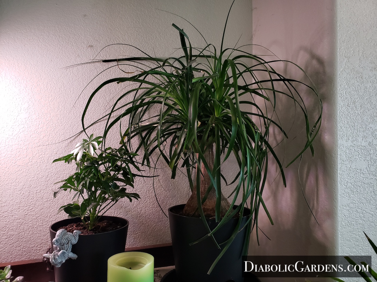 Ponytail palm & Dwarf Umbrella Tree