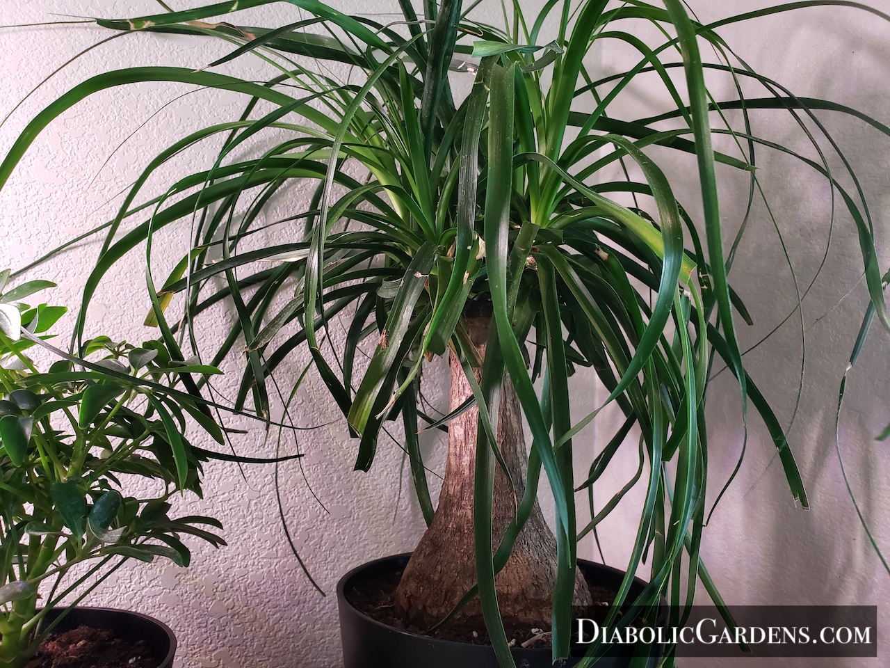 Ponytail Palm