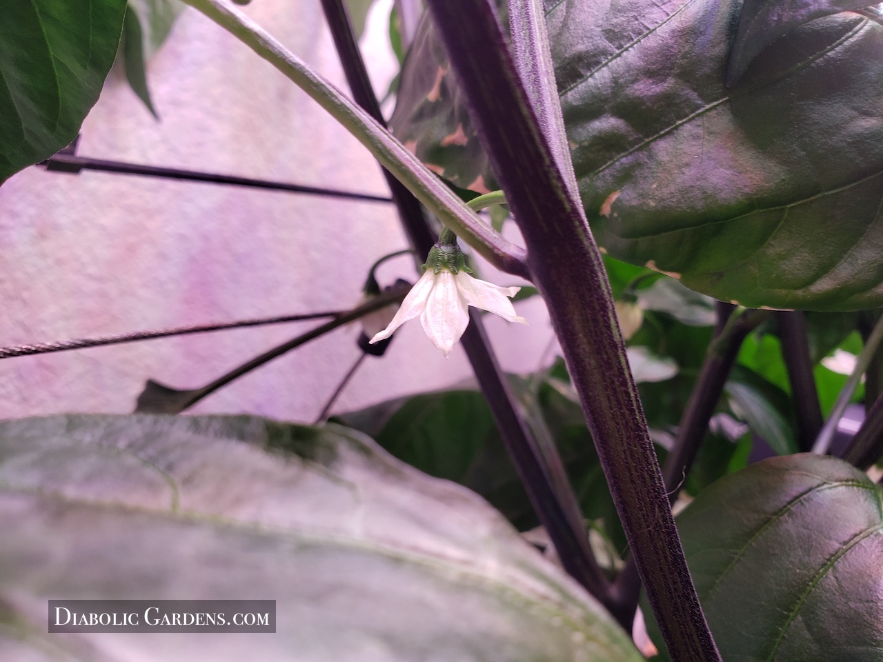 flora pepper jalapeno