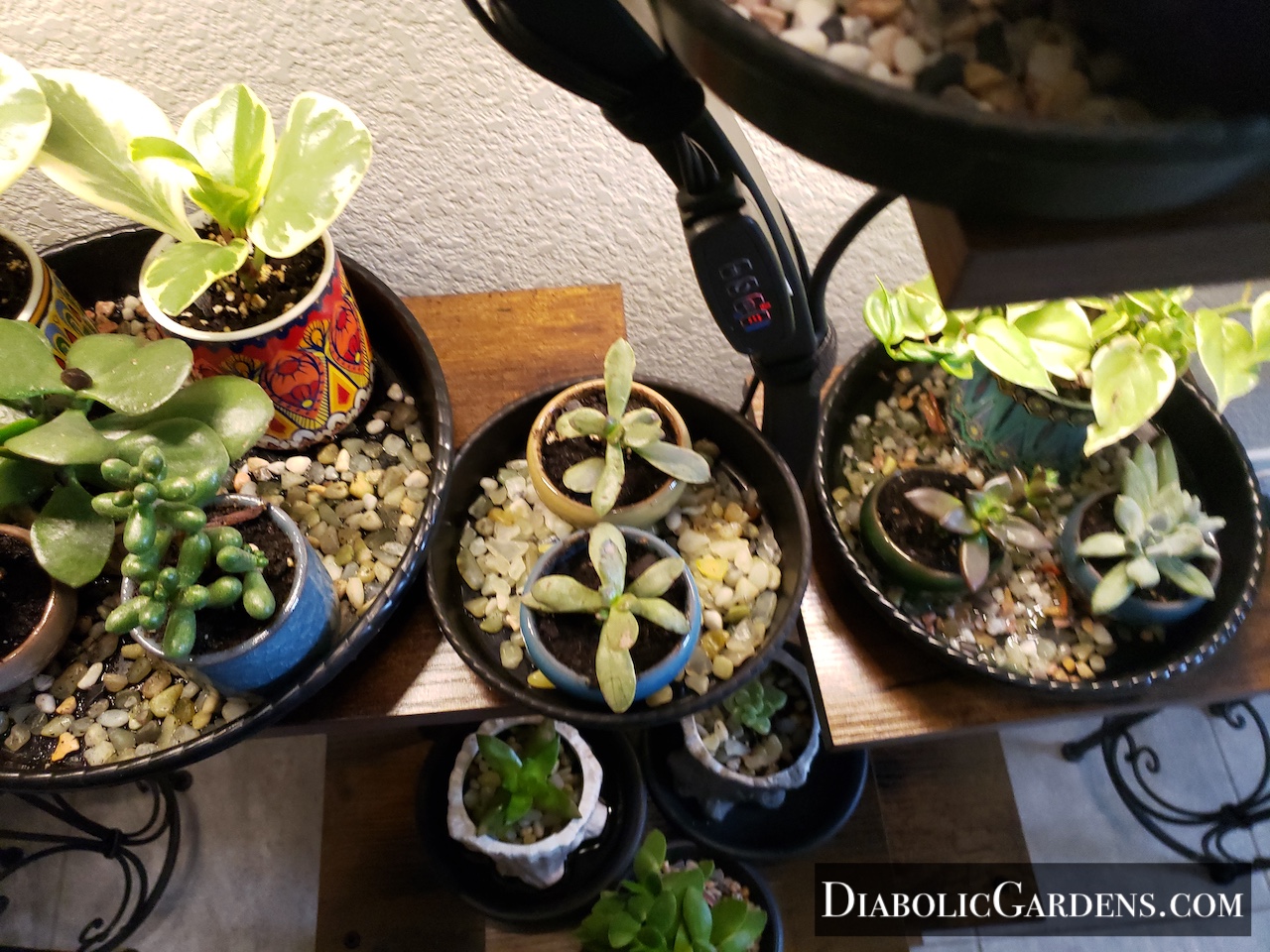 Succulents