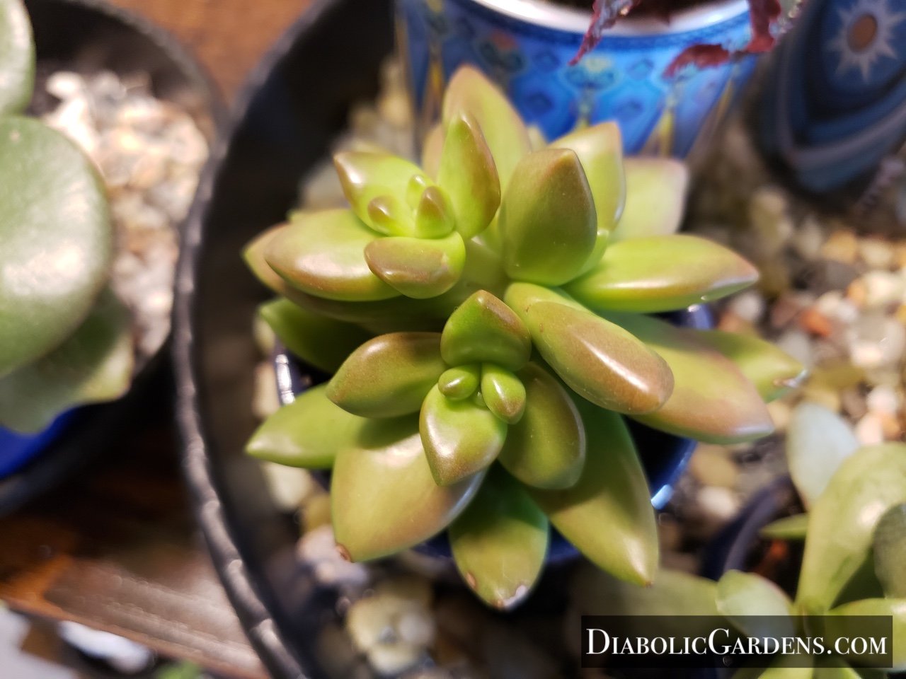 Coppertone Stonecrop