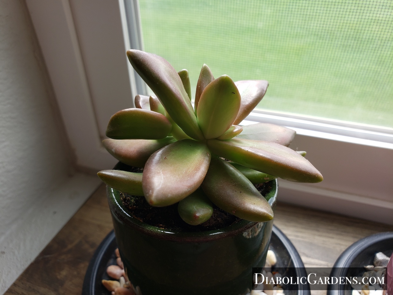 Coppertone Stonecrop