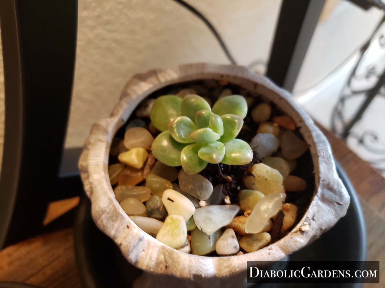 Coppertone Stonecrop