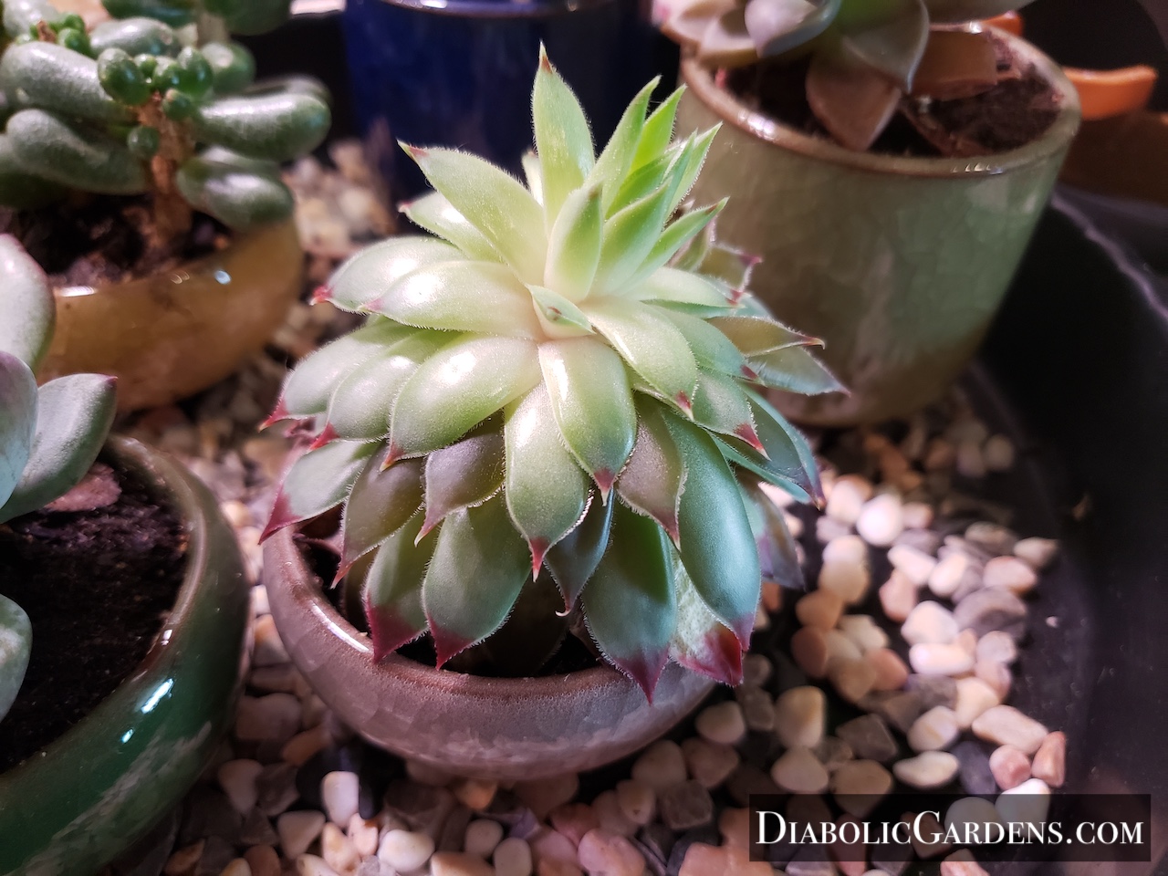 Hen and Chicks