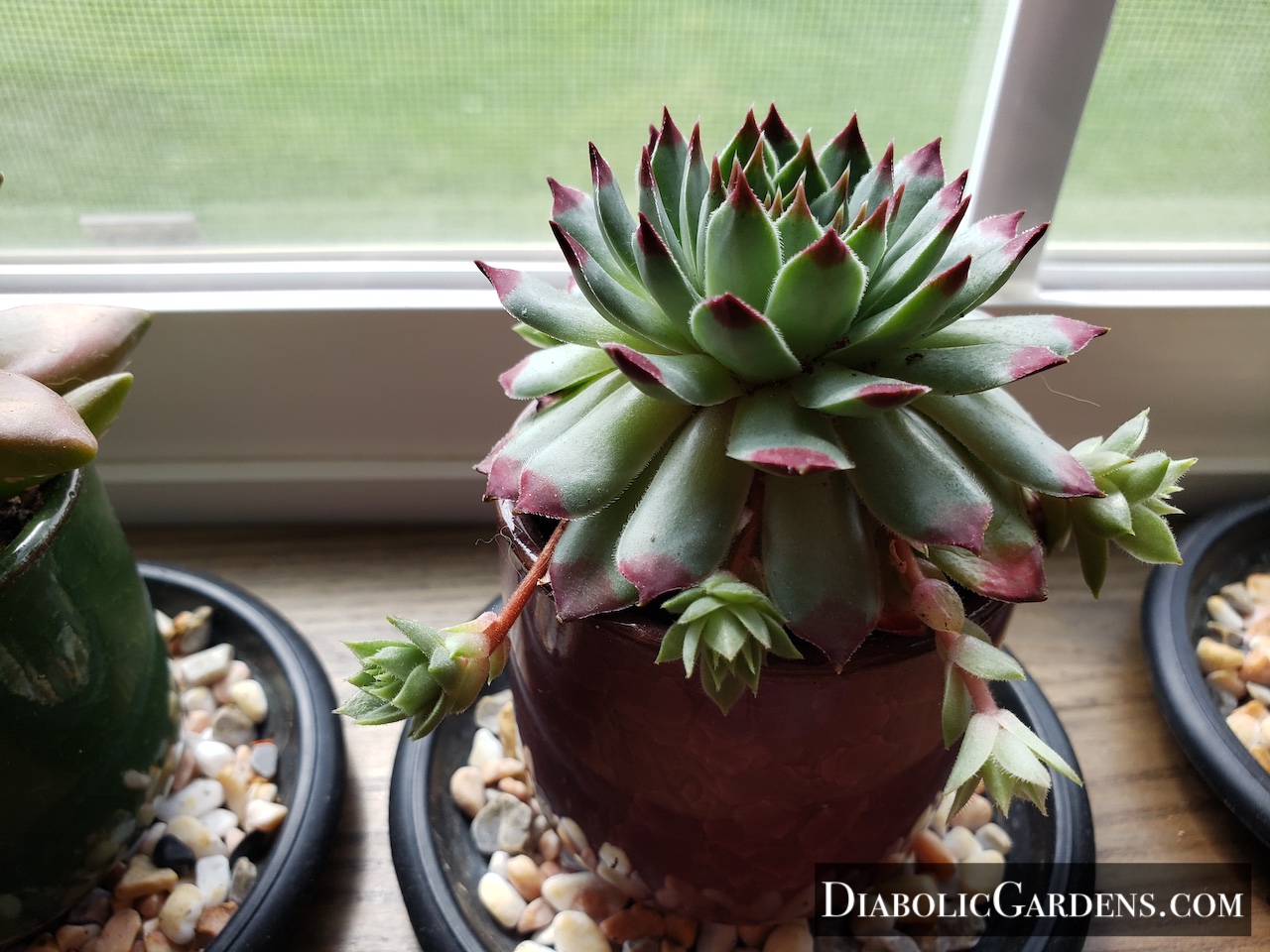Hen and Chicks