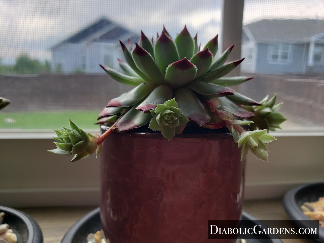 Hen and Chicks