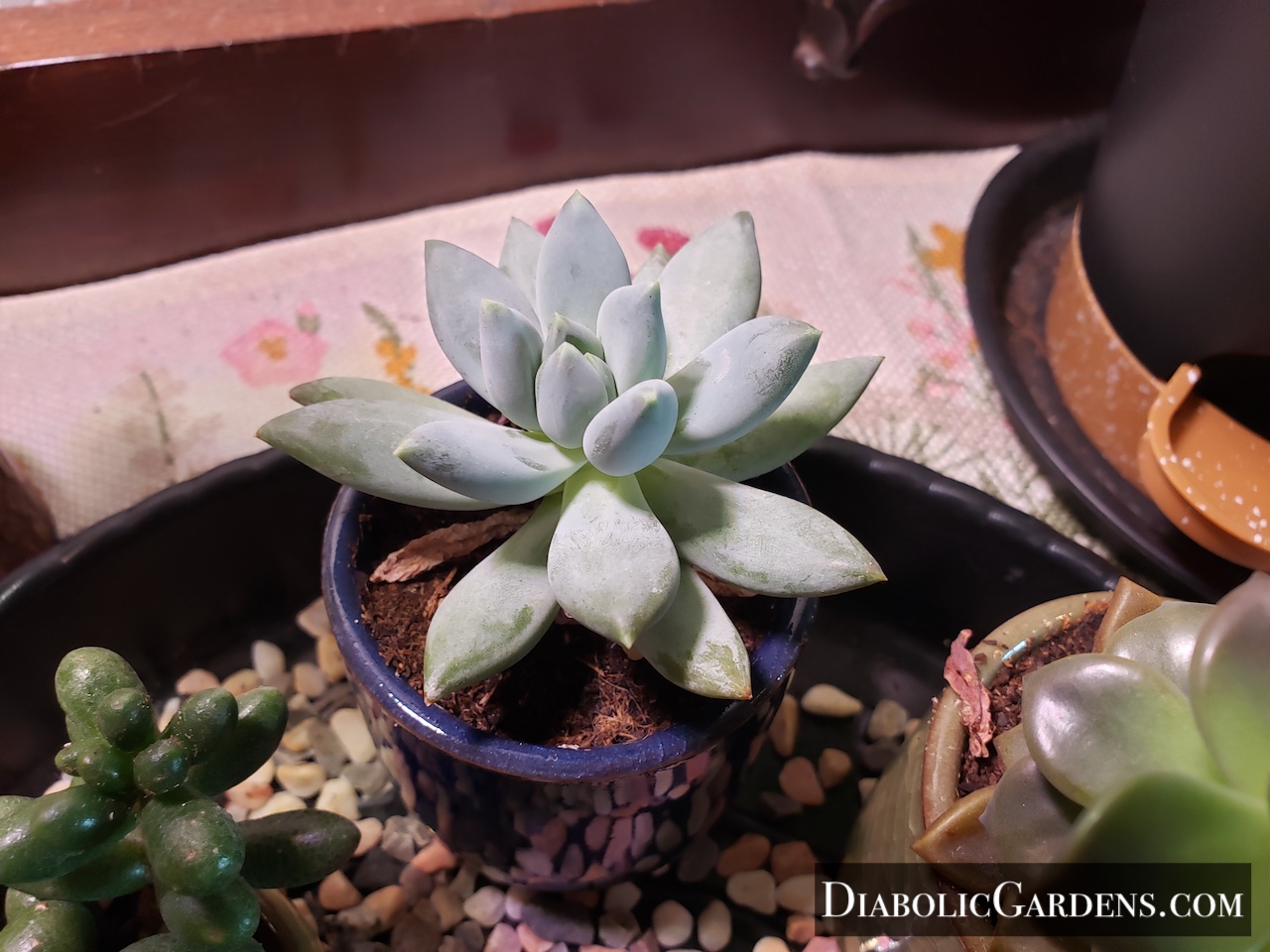Hooker's Fat Plant succulent