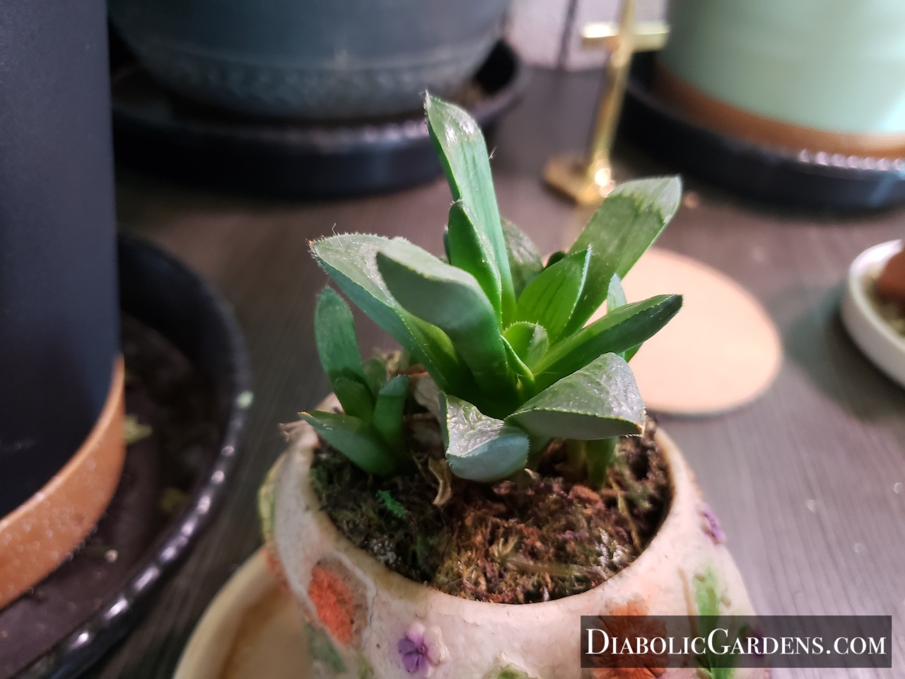 Hottentot Fig