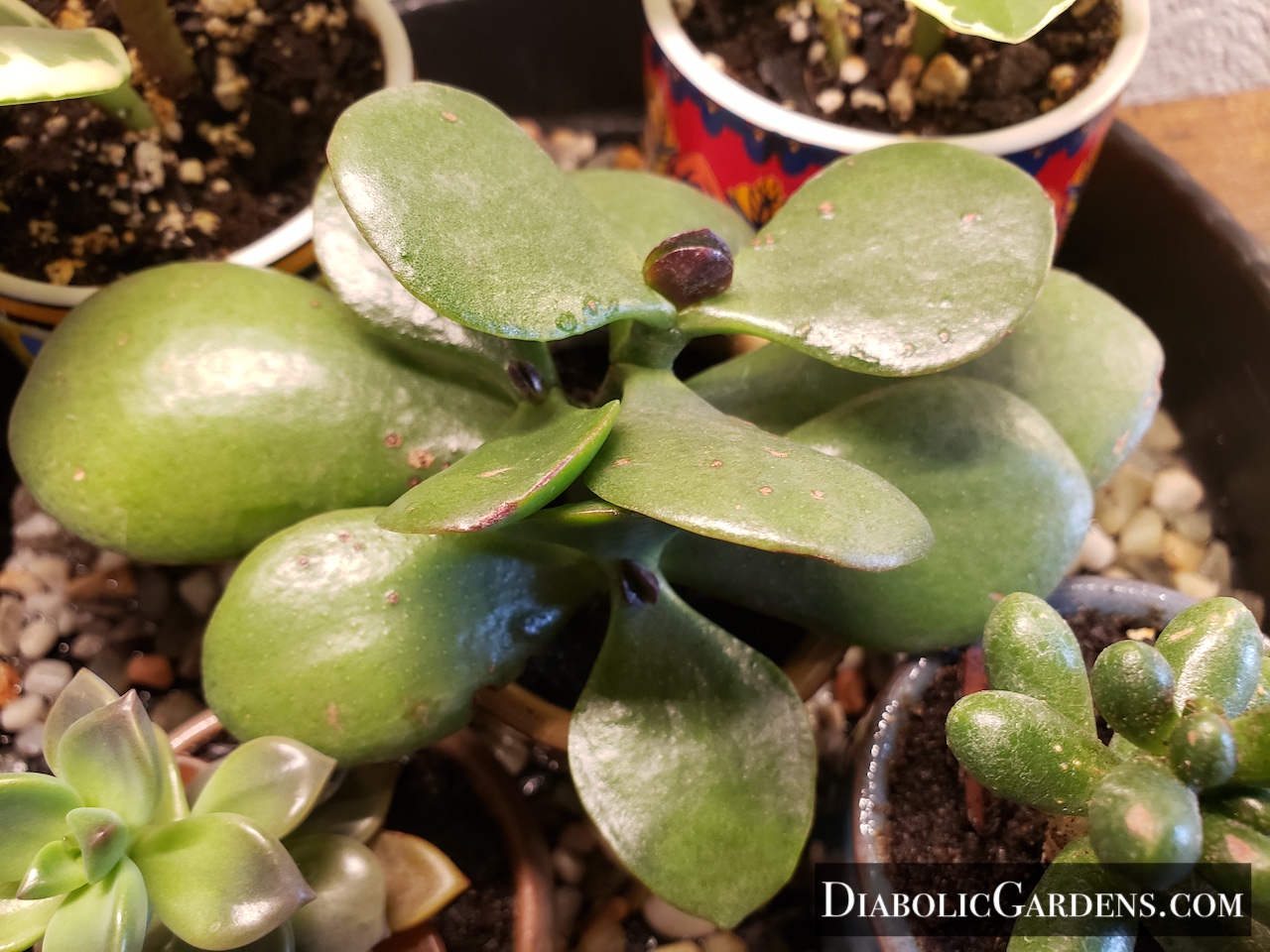 Jade Plant