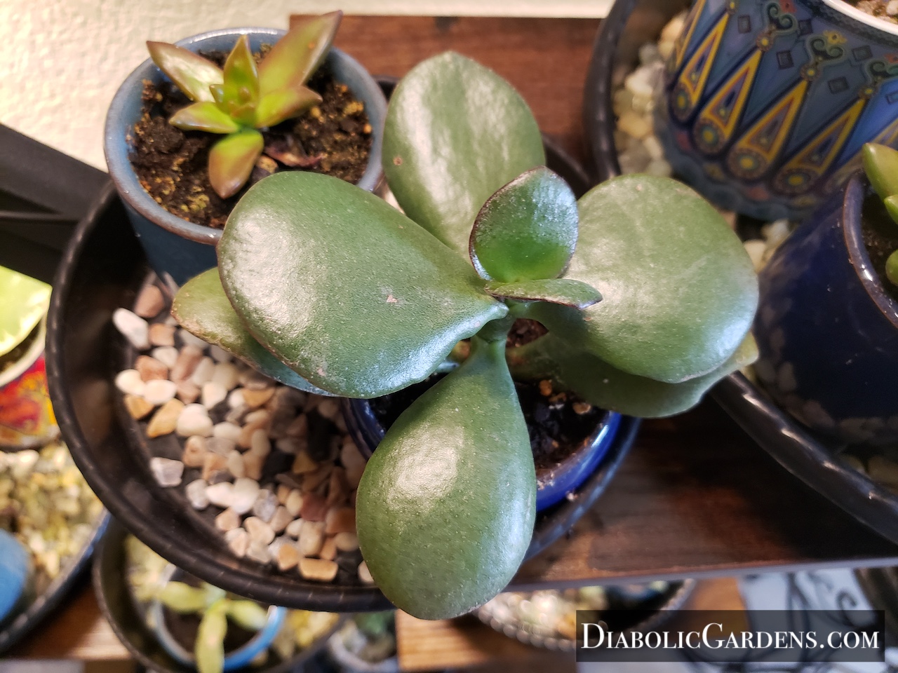 Jade Plant