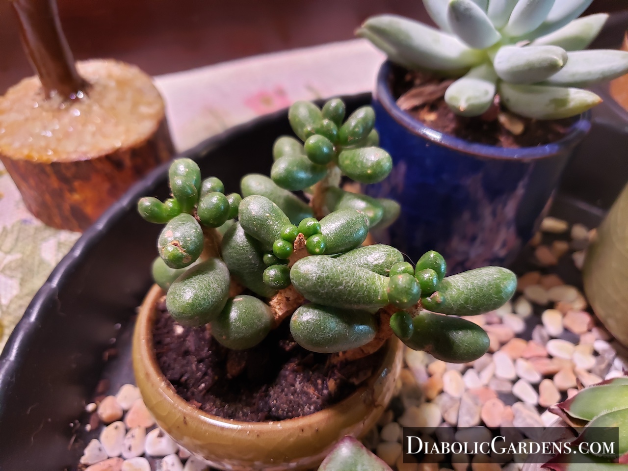 Jelly Bean Plant succulent