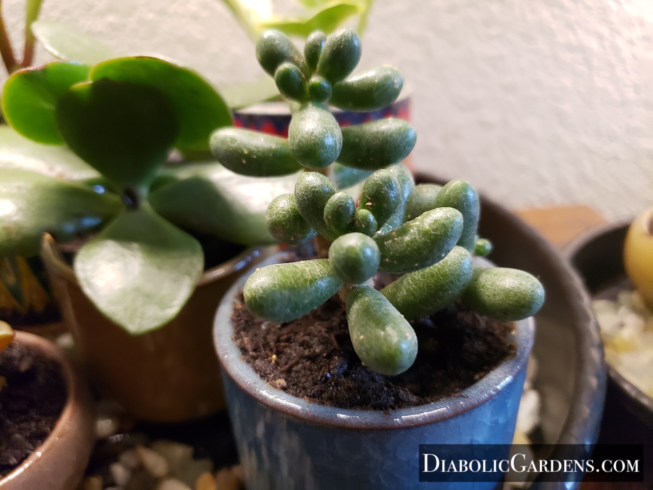 Jelly Bean plant