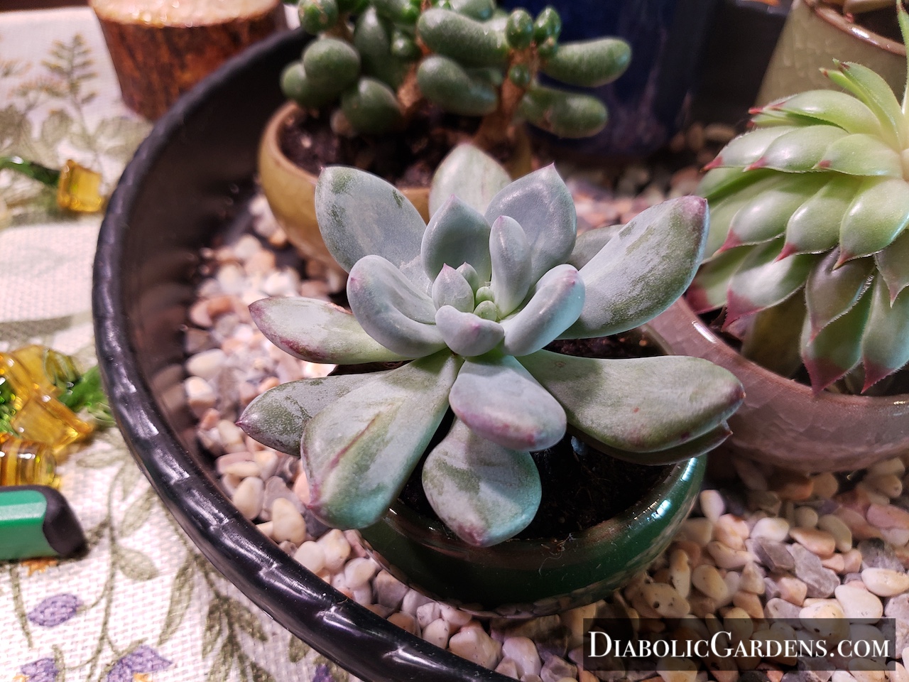 Pachyveria glauca 'Little Jewel'