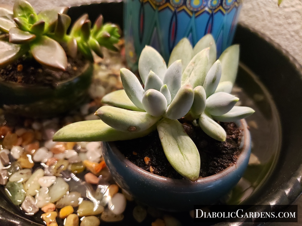 Moonstone