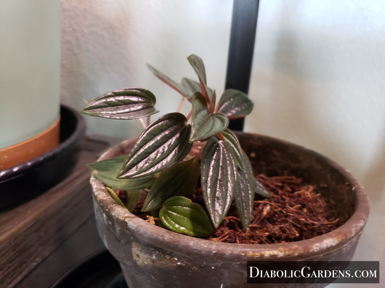 Peperomia Rosso