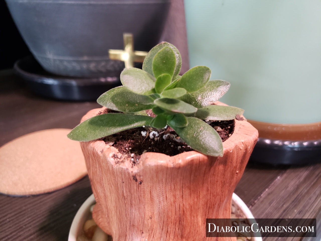 Plush Plant, maybe