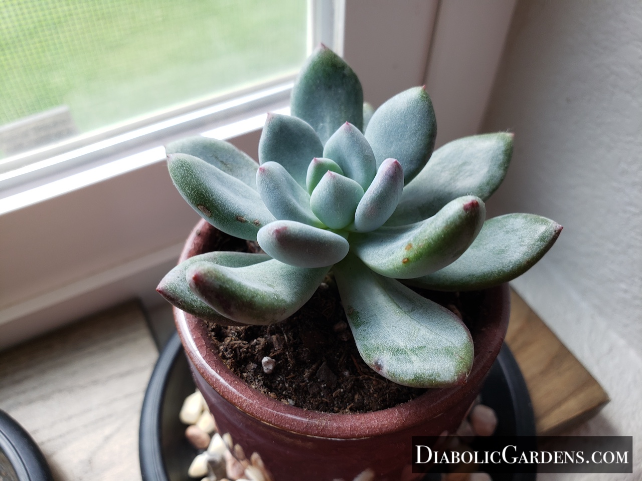 Powder Puff Succulent