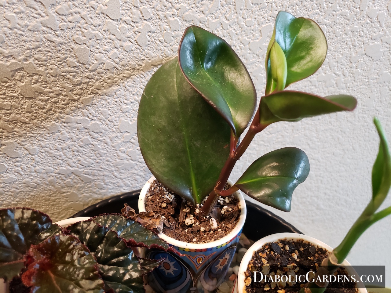 Red Edge Peperomia