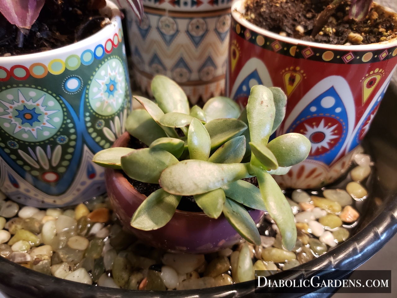 Trailing Jade (maybe)