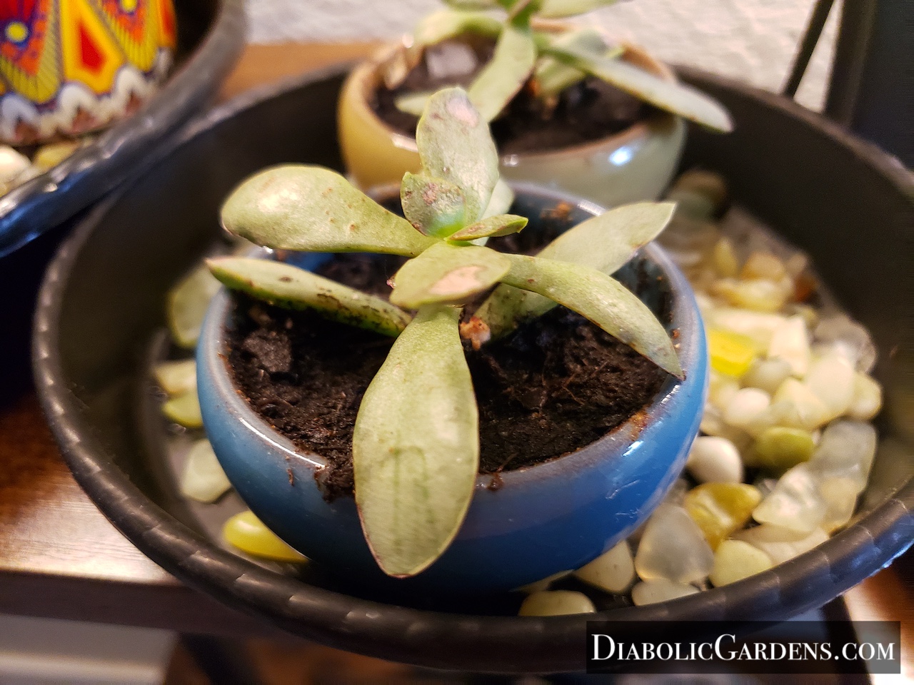 Trailing Jade