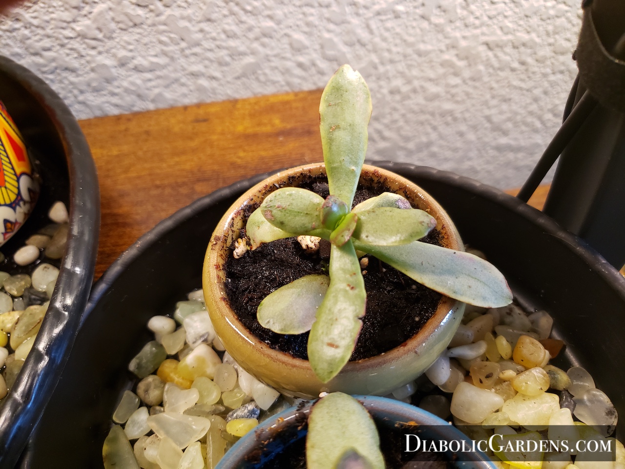 Trailing Jade
