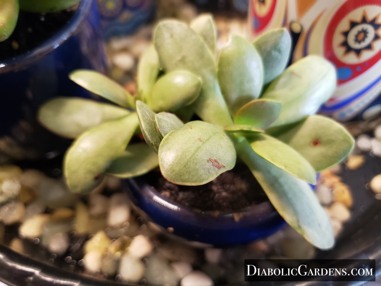 Trailing Jade