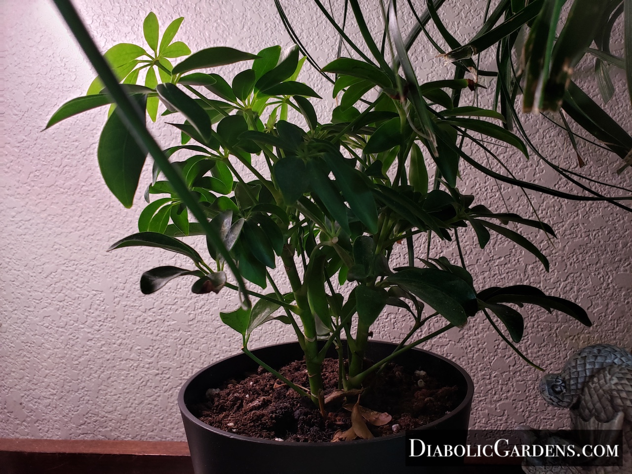 Dwarf Umbrella Tree