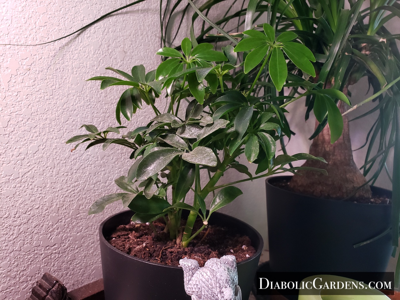 Dwarf Umbrella Tree