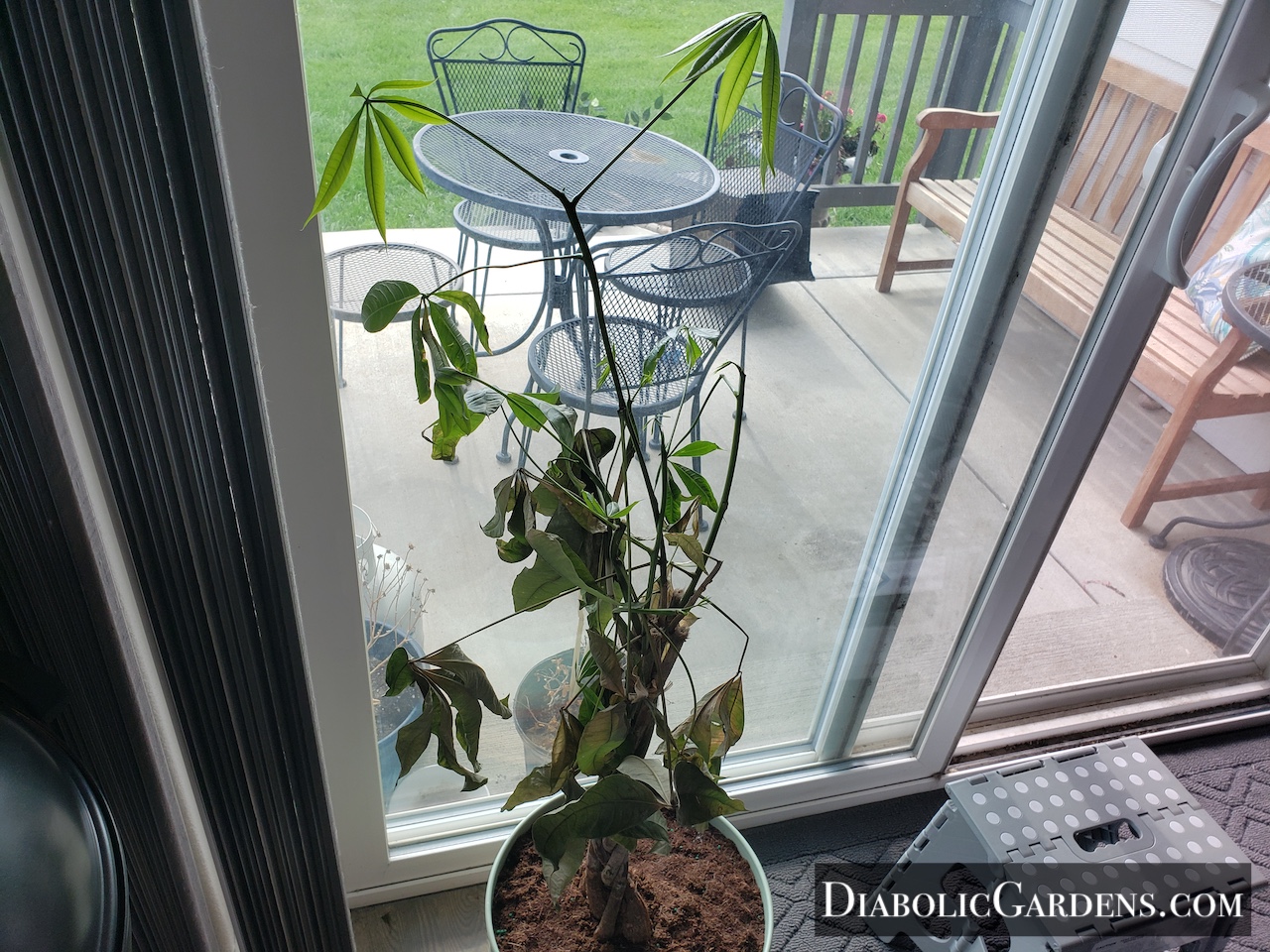 Money Tree (dead)