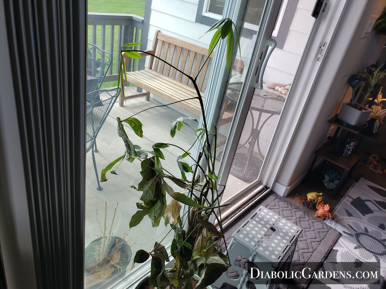 Money Tree (dead)