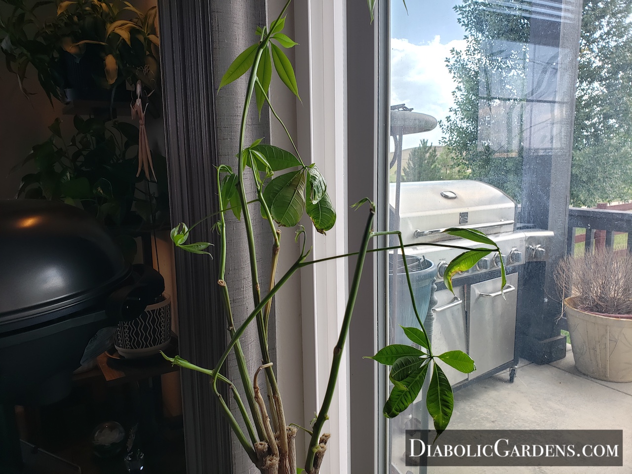Money Tree (dying)