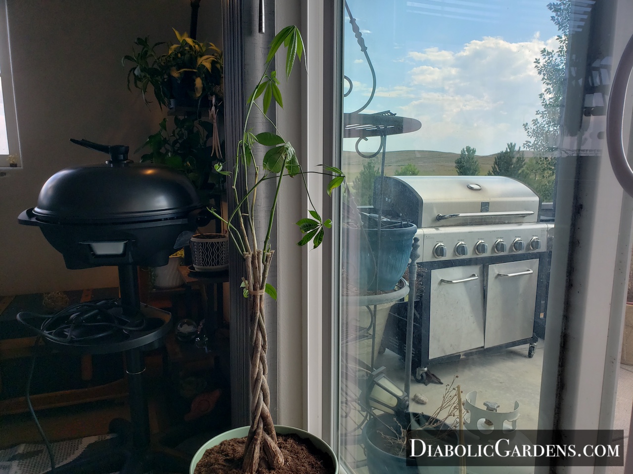 Money Tree with BBQs