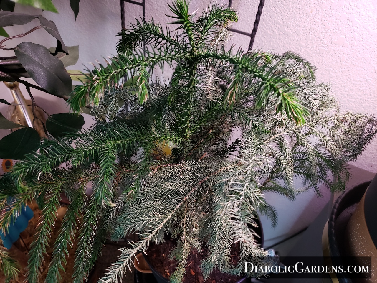 Norfolk Island Pine