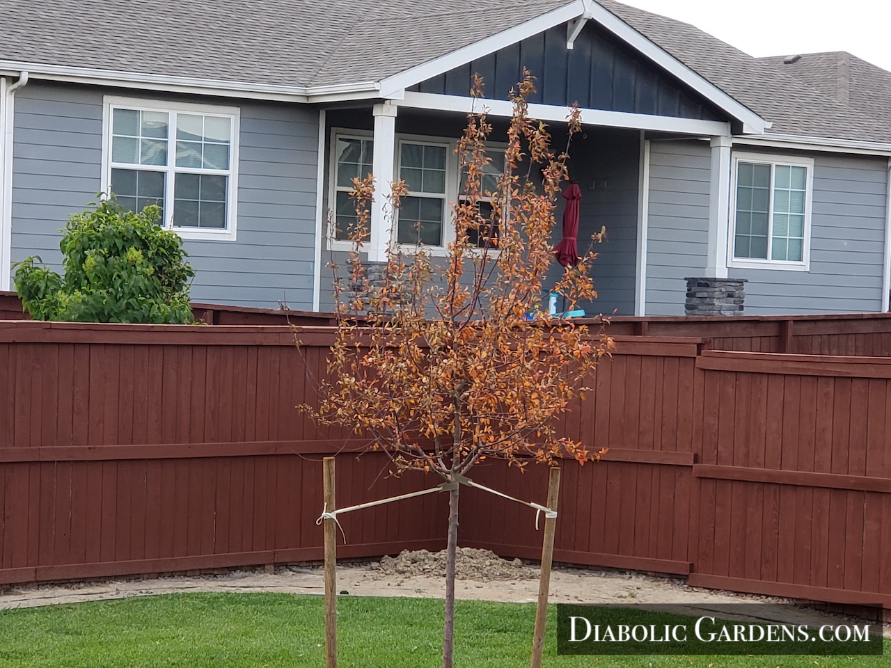 Dead prairie fire crabapple tree
